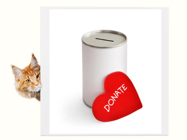  調布の保護猫団体ラフスペースの保護猫譲渡に必要な費用について解説する画像