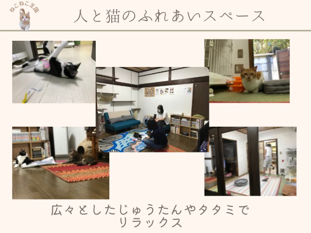 猫見亭で猫とふれあえるスペースの写真。広々としたタタミでリラックスできる様子を説明した画像。