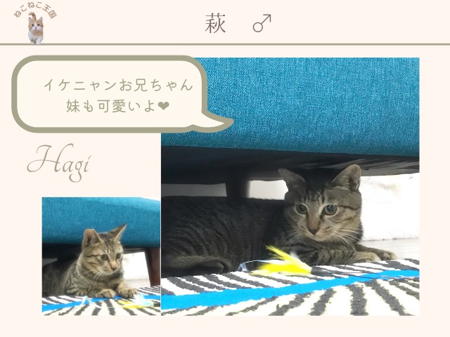猫見亭のねこ「萩」男の子、生後５ヶ月（令和３年９月）の写真