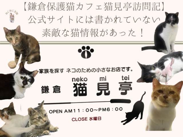 【鎌倉保護猫カフェ猫見亭訪問記】公式サイトには書かれていない素敵な猫情報があった！のアイキャッチ画像