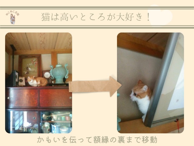 実家に預けたとき、ラミエルの猫がタンスの裏からかもいを伝って額縁の裏まで行ったときの画像
