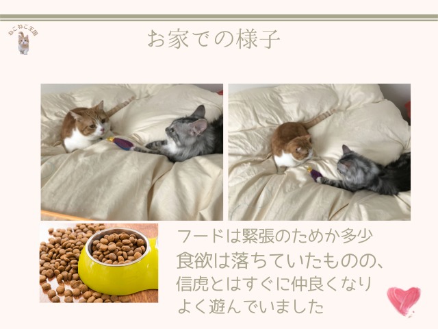 里親募集サイトでやってきた猫と先住猫が仲良く遊んでいることを説明する画像
