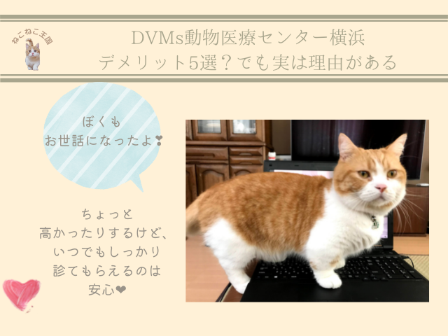 DVMs動物医療センター横浜にデメリットもあることを説明する画像