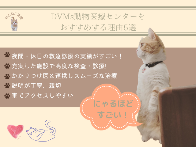 DVMs動物医療センター横浜を利用してみてわかったおすすめの理由5選を説明する画像