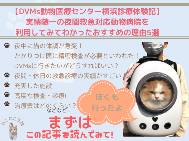 【DVMs動物医療センター横浜診療体験記】実績随一の夜間救急対応動物病院を利用してみてわかったおすすめの理由5選