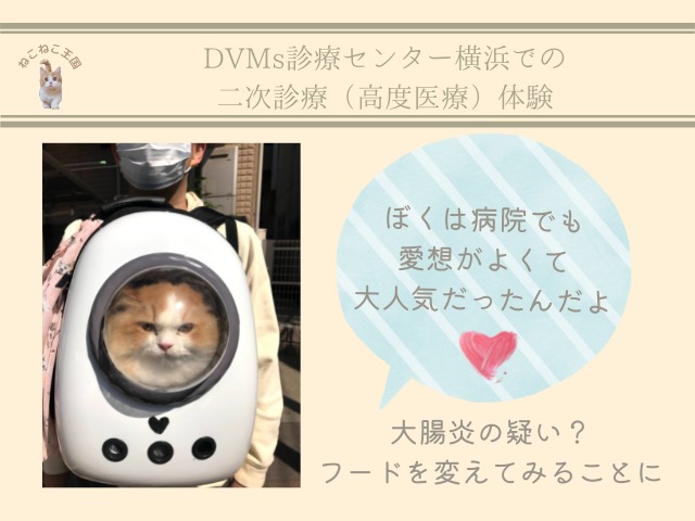 DVMs動物医療センター横浜で獅子丸が二次診療（精密検査・診療）を受けたことを説明する画像