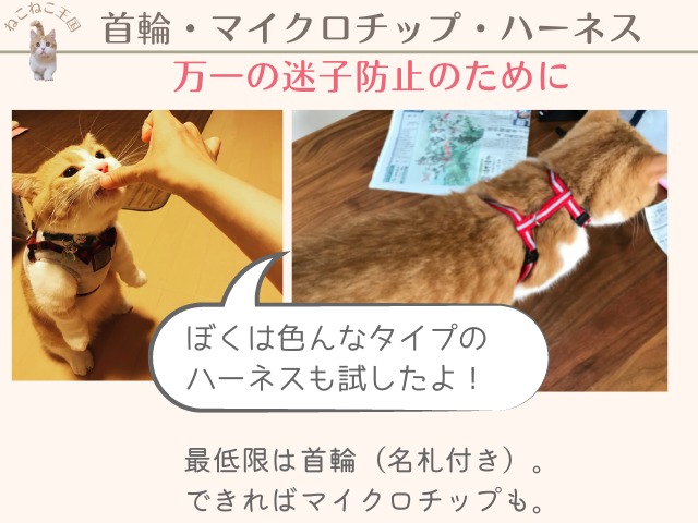 猫が名札と首輪を最低限付ける必要があることを説明する画像。ハーネスの練習もしている