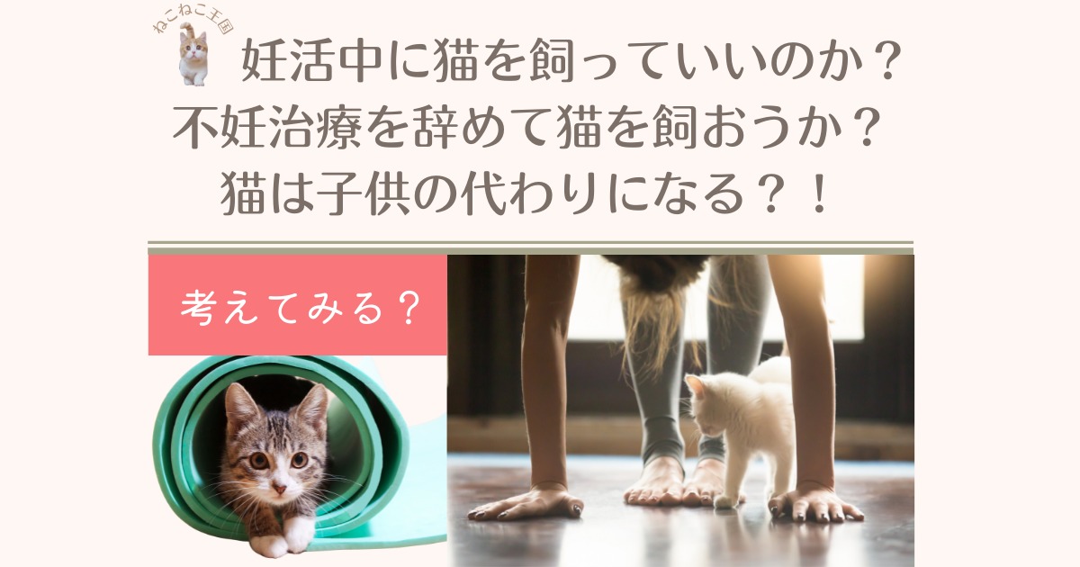 妊活中に猫を飼っていいのか 不妊治療を辞めて猫を飼おうか 猫は子供の代わりになる ねこねこ王国