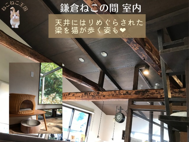 鎌倉ねこの間さんの天井には梁が巡らされ猫が自由に歩ける空間になっていることを説明する画像