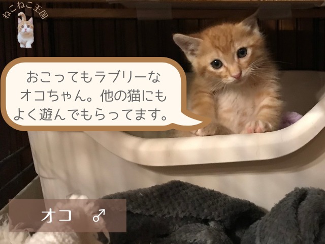 ベビーキャットレスキューの猫の写真・オコちゃん