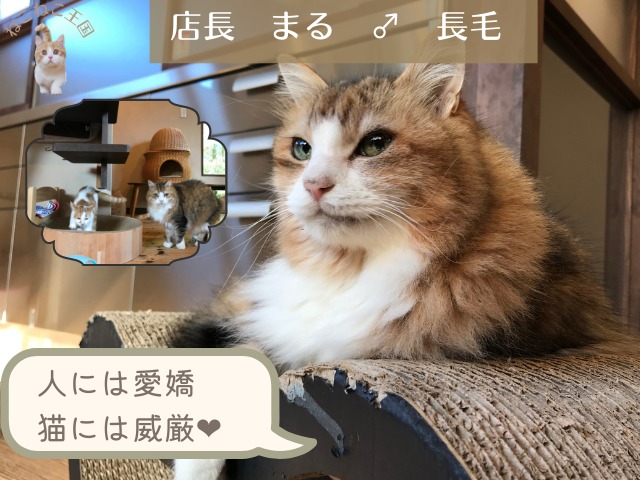 鎌倉ねこの間店主の永田さんの猫まる。店長として人には優しく猫には威厳をもって❤