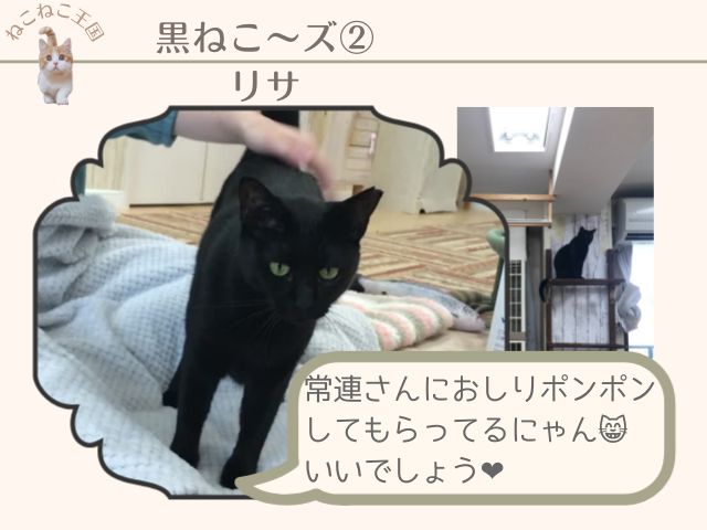 にゃんくる鎌倉店のリサ、黒猫の写真。さくら耳（Vカットされた耳）が目印であることを説明する写真
