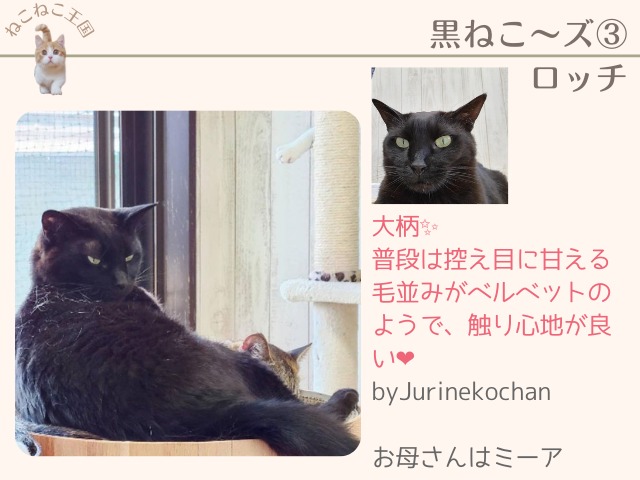 黒猫ロッチが大柄で毛並みのいい猫であることを紹介する画像。