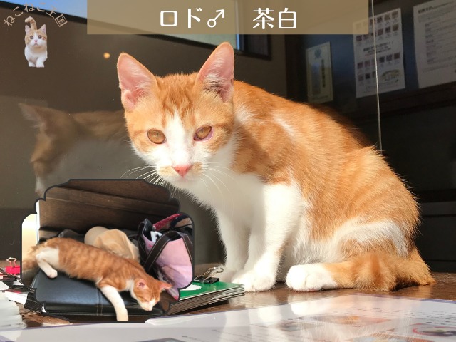 鎌倉ねこの間の子猫ロドがくつろいでいる写真