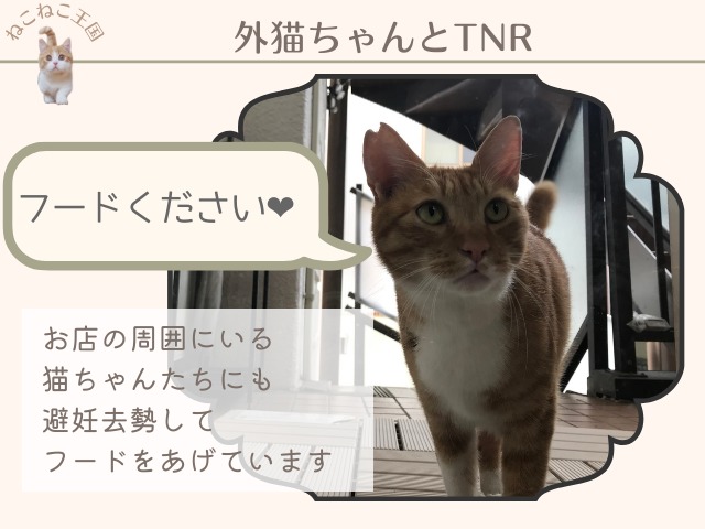 にゃんくる鎌倉店の階段をのぼってフードをおねだりに来た猫。とてもかわいい。耳には避妊去勢済みの印があることを説明する画像