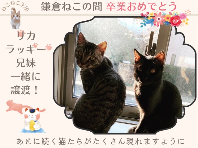 鎌倉ねこの間SNSより最近卒業したリカとラッキーの兄妹の写真。あとに続く猫が次々と現れますように