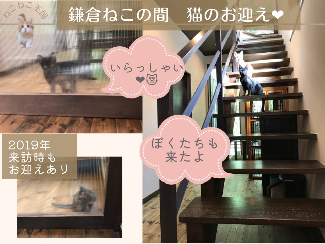 鎌倉ねこの間さんの玄関ドアをあけるとガラスの二重扉担っており、猫がお迎えに来てくれることもあると説明する画像