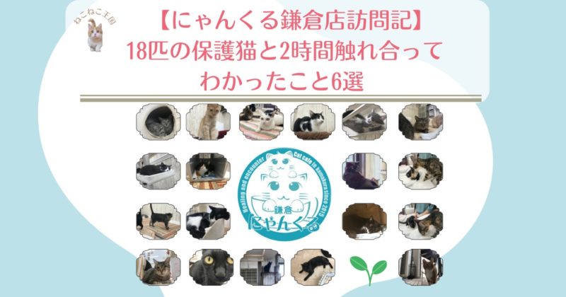【にゃんくる鎌倉店訪問記】18匹の保護猫と2時間触れ合ってわかったこと6選