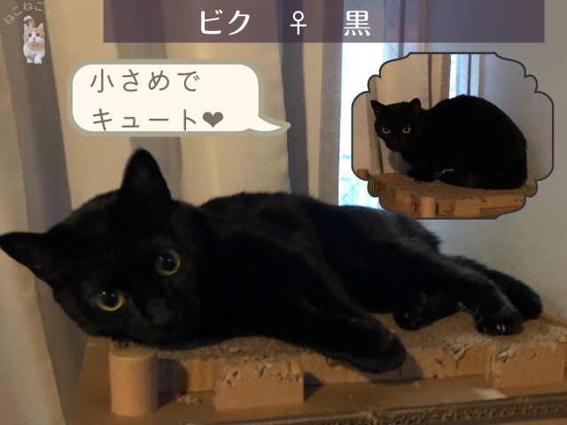 調布の猫スペース・ファズで里親を募集しているビクという黒猫の画像