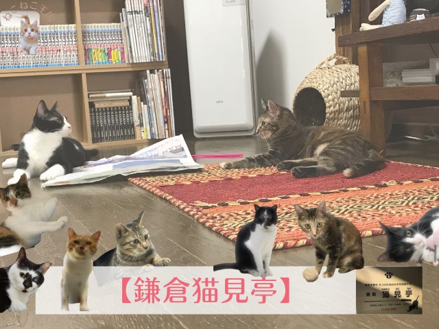 鎌倉猫見亭お店の紹介画像