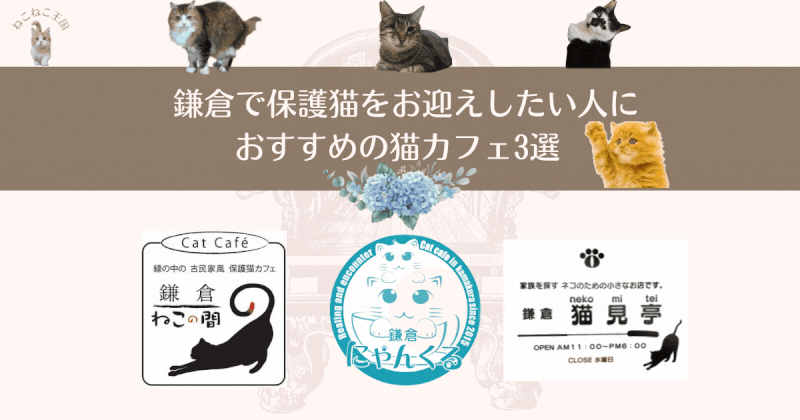 鎌倉で保護猫をお迎えしたい人におすすめの猫カフェ3選