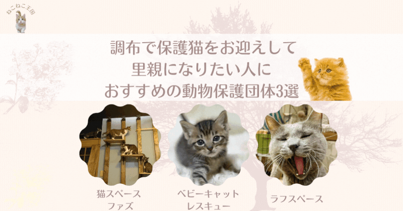 調布で保護猫をお迎えして里親になりたい人におすすめの動物保護団体3選