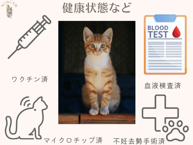 センターで譲渡される猫は獣医師らが健康状況などを把握しており、ワクチンや血液検査、マイクロチップ、避妊去勢手術済であることを説明する画像