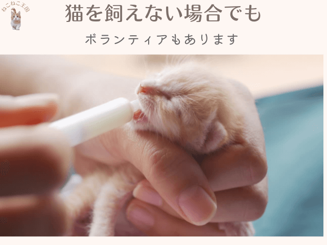 猫を飼えない場合でもできるボランティアの一つがミルクボランティアであることを説明する画像