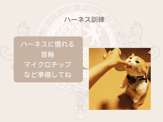 首輪やマイクロチップは身分証明になるのでとても大事。ハーネスにも慣れておくことを説明