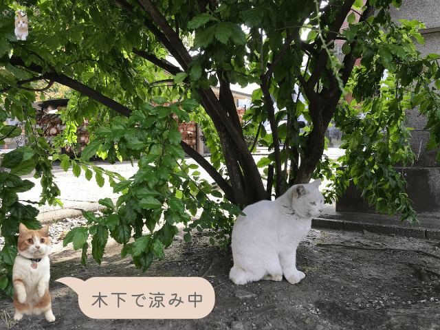 今戸神社の白い猫なみちゃんが木の下で涼んでいる画像
