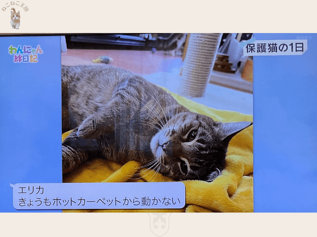 保護された猫のエリカはホットカーペットにずっと動かずに寝ていることを説明する写真