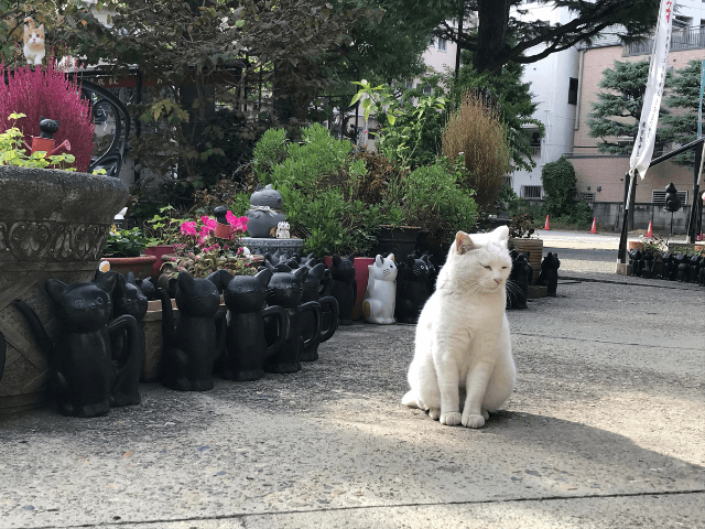 今戸神社の敷地の一角でたたずむ白猫ナミちゃんの写真