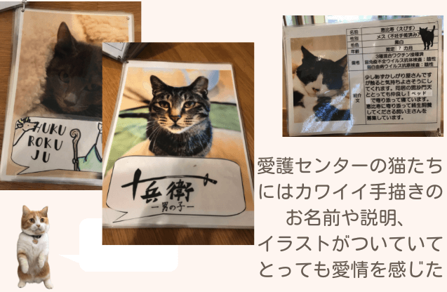 アニマモールかわさきの譲渡猫たちにはそれぞれ素敵な名前とイラストをもらっている。職員さんの手描きであると説明する画像
