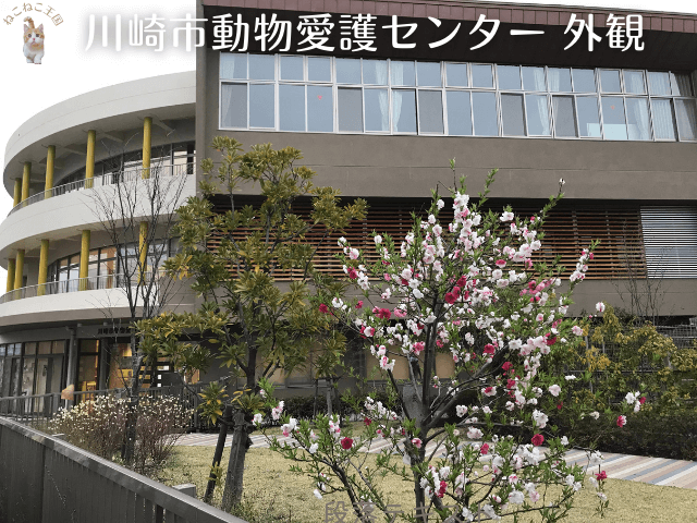 川崎市動物愛護センターを外から見た写真。手前は犬の散歩エリアになっていて、源平桃らしき花が咲いている写真