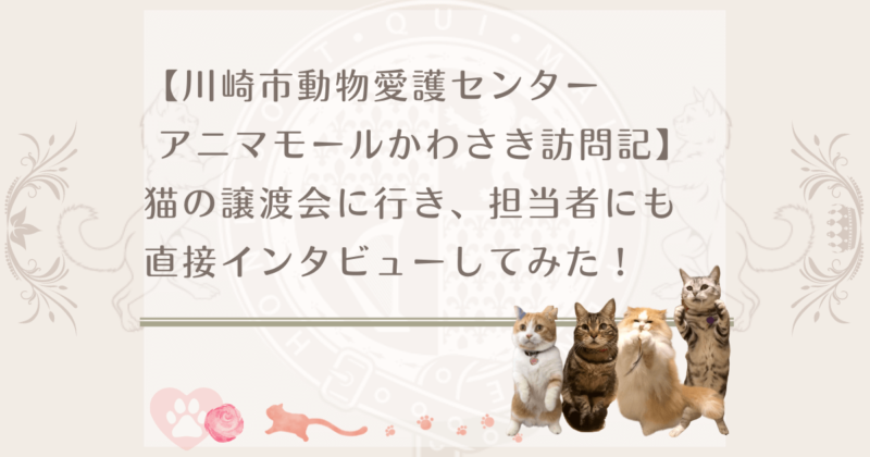 川崎市動物愛護センターアニマモールかわさき訪問記 猫の譲渡会に行き 担当者にも直接インタビューしてみた ねこねこ王国