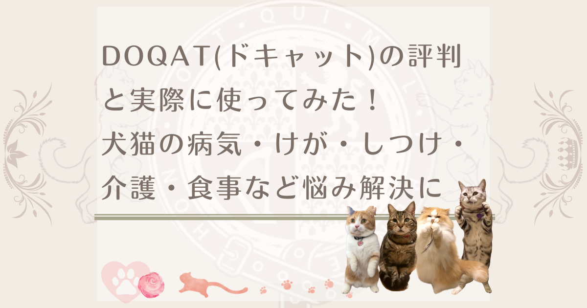ご利益猫なみちゃんと今戸神社で遭遇 待ち受け画面にしてみたら驚きの効果 ねこねこ王国