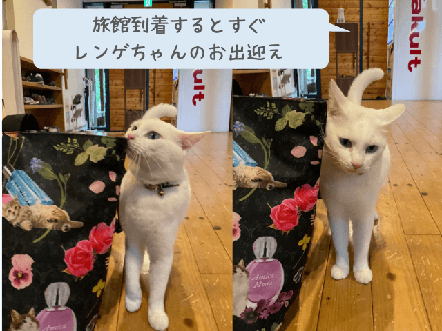 川島旅館の看板猫レンゲ♂ちゃんが出迎えてくれたときの写真
