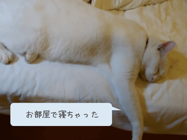 川島旅館の看板猫れんげちゃんが部屋に来て寝ていた写真