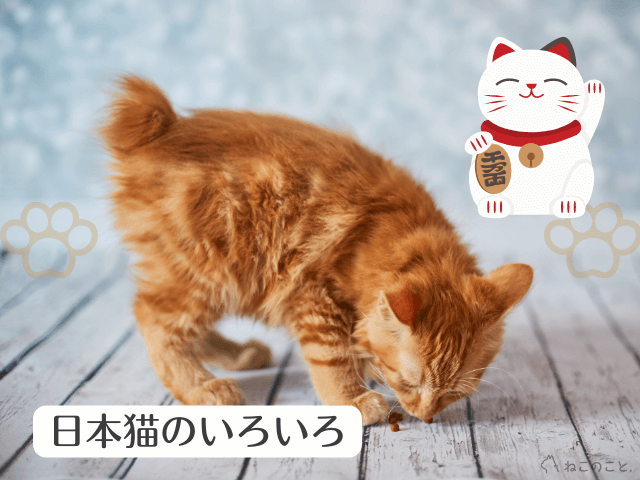 日本の猫は実はジャパニーズ・ボブテイルという